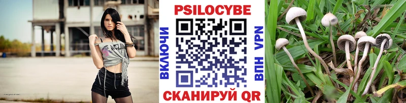 Купить где  Козловка  Галлюциногенные грибы Magic Shrooms 